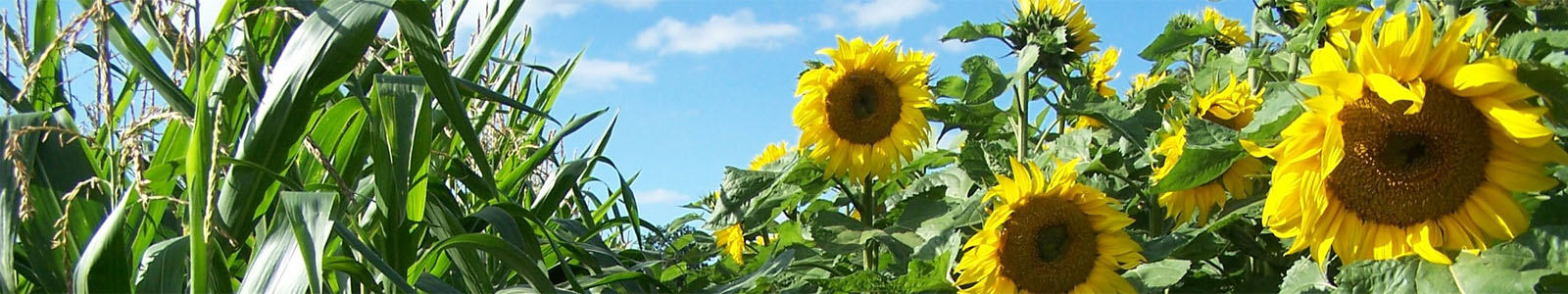 Sonnenblumen und Maispflanzen ©DLR